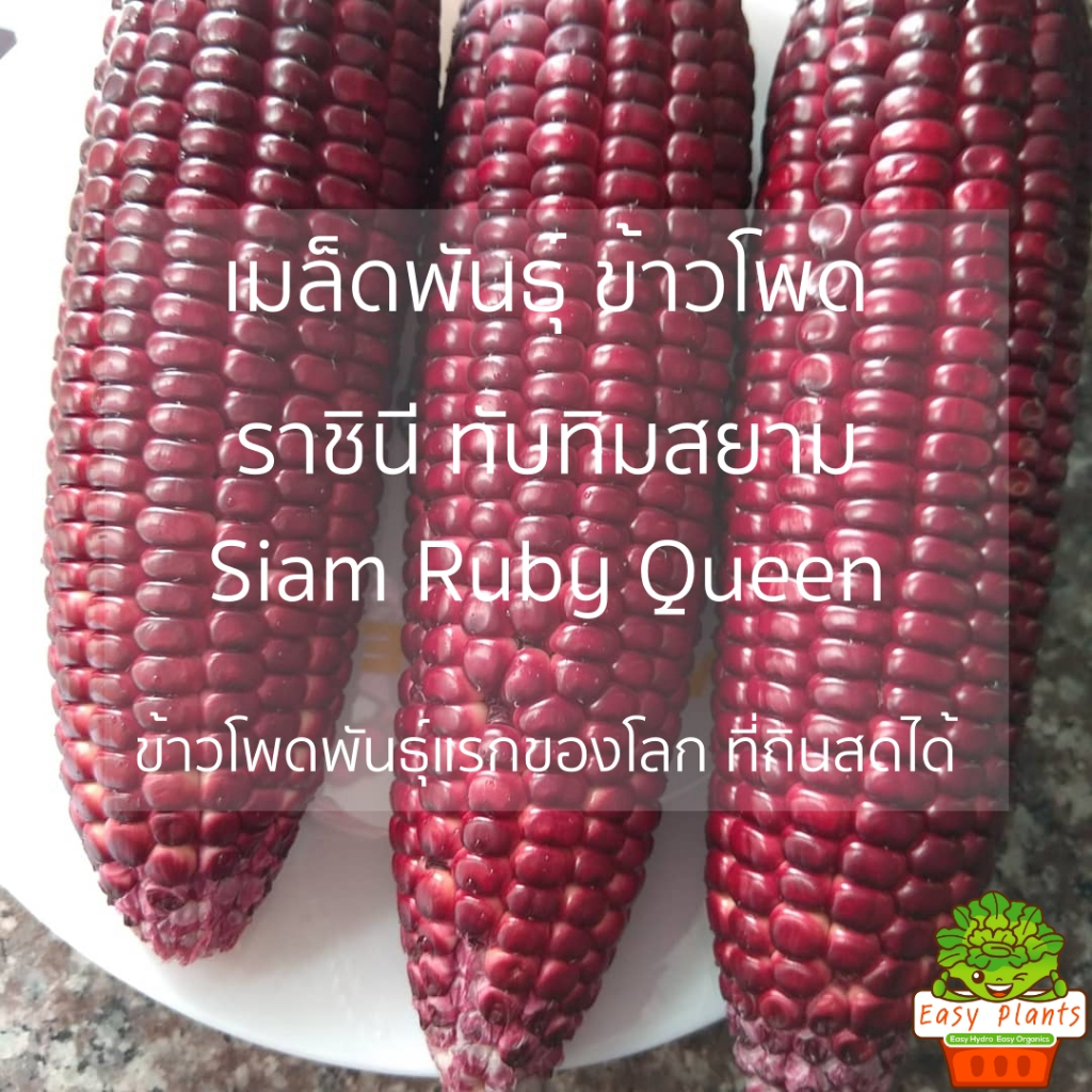 เมล็ดพันธุ์ ข้าวโพด ราชินีทับทิมสยาม ถูกที่สุด กินสด หวาน เมล็ดพ่อแม่พันธุ์สีเหลือง คลุกยากันเชื้อรา