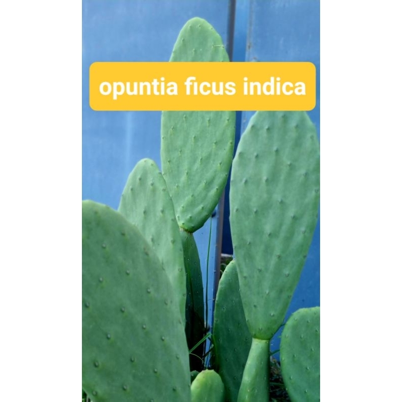 opuntia ficus indica กระบองเพชรผลทานได้ใบทานได้ ตัดสด1แพด