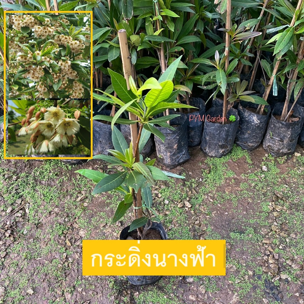 ต้นกระดิ่งนางฟ้า ไคร้ย้อย ต้นไม้มงคล มีดอกสวย เรียกโชคเรียกเงินเรียกโชคเรียกเงิน (รับประกัน ส่งใหม่ฟรี หากสินค้าเเสียหาย