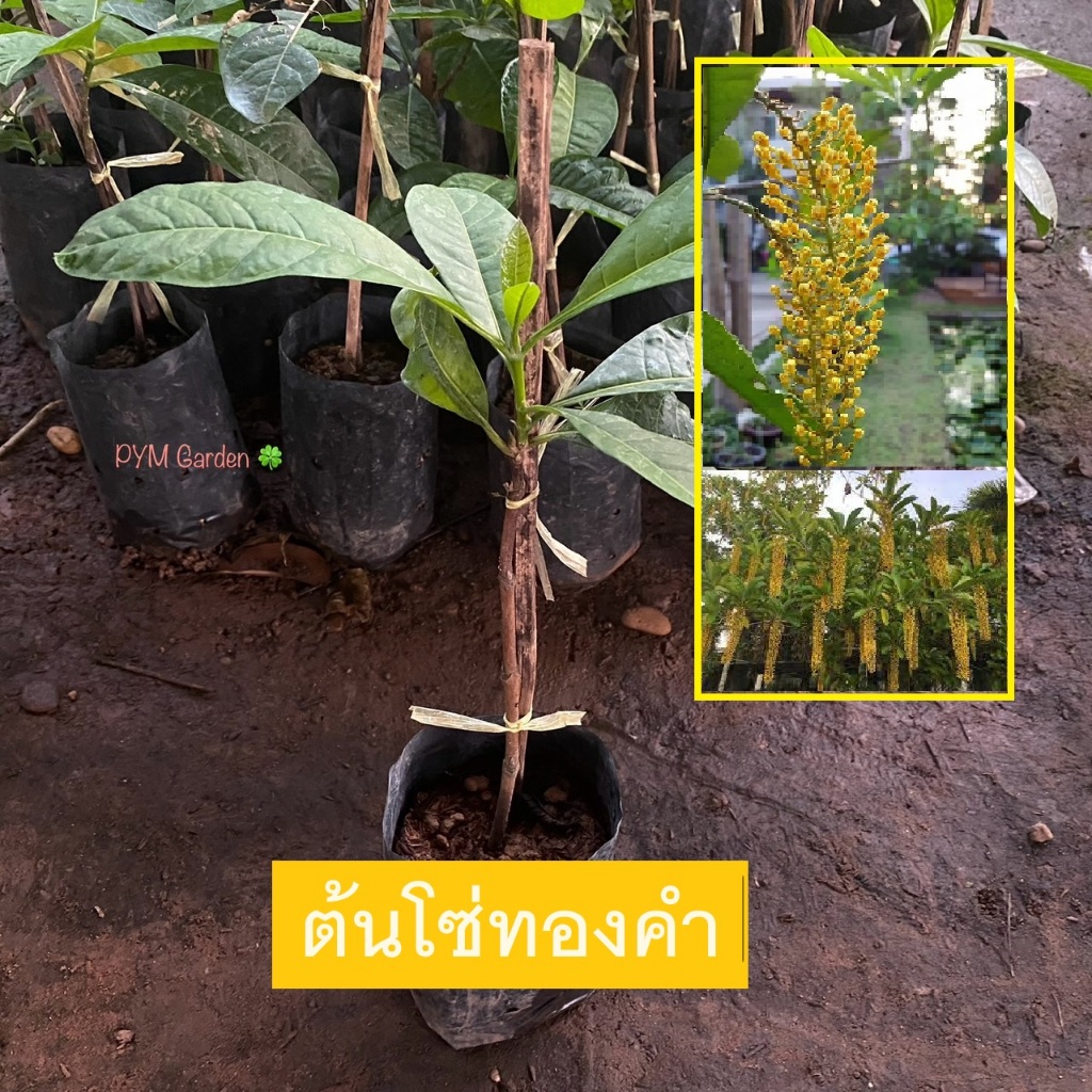 ต้นโซ่ทองคำ สร้อยสุวรรณ (Gloden chain) ไม้พุ่มสูง มีดอกห้อยระย้า สีทองอร่าม (รับประกัน ส่งใหม่ฟรี หากสินค้าเเสียหาย!!)