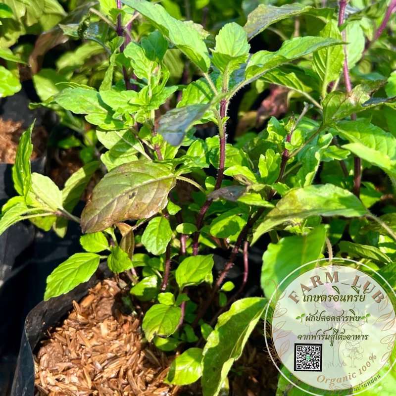 ต้นกระเพรา กระเพราแดง Thai Hot Basil /Thai Herb ผักสวนครัว ผักปลอดสารพิษ Organic100% - รูปที่ 2