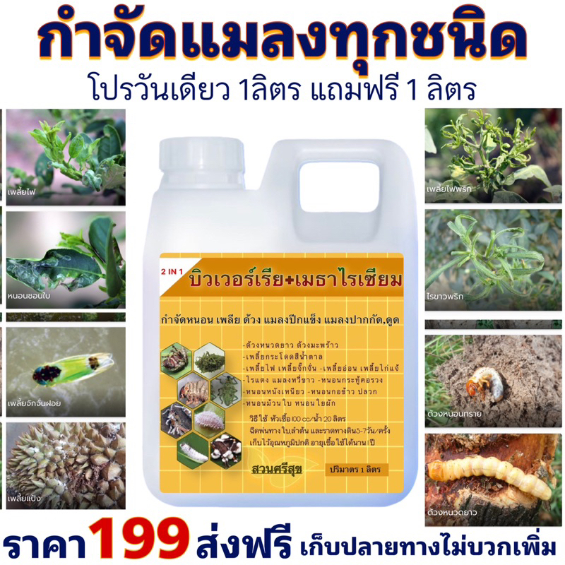 บิวเวอร์เรีย+เมธาไรเซียม 2 IN 1🪴