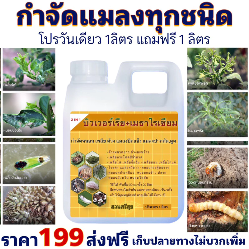 บิวเวอร์เรีย+เมธาไรเซียม 2 IN 1🪴