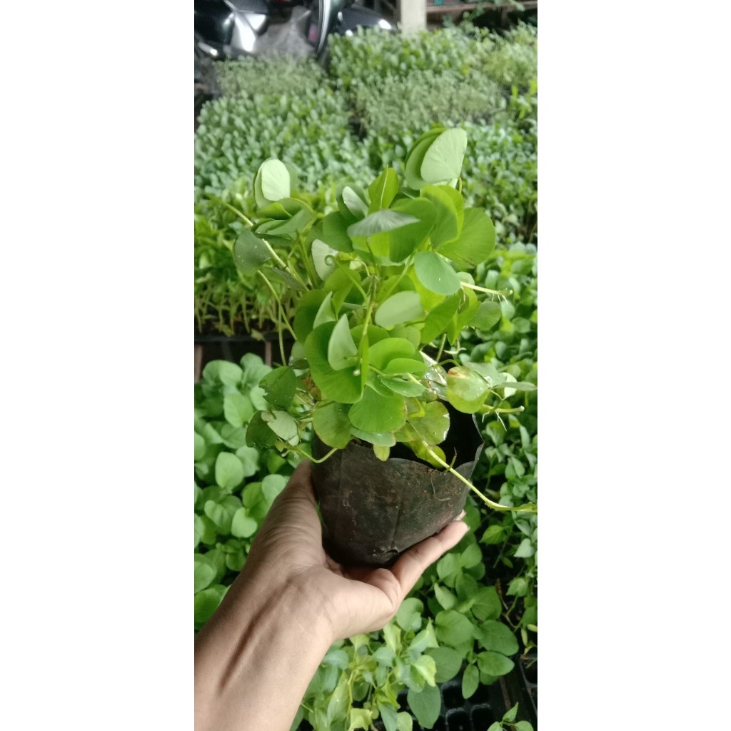 ต้นพันธุ์ผักแว่น ผักแว่นน้ำ ผักลิ้นปี่หรือหนูเต๊าะ พร้อมปลูกในถุงดำ ถุงละ 29 บาท - รูปที่ 3