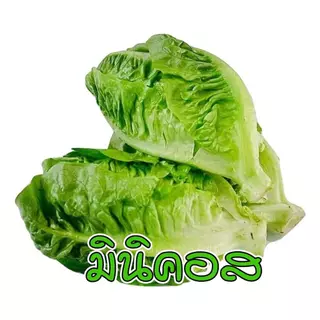 เมล็ดพันธุ์ ผักสลัด ชุดเมล็ดพันธุ์ผักสลัด 20-300 เมล็ด 10บาท 🌱มีคู่มือการปลูก🌱 ถูกที่สุด [10 แถม1 คละได้]