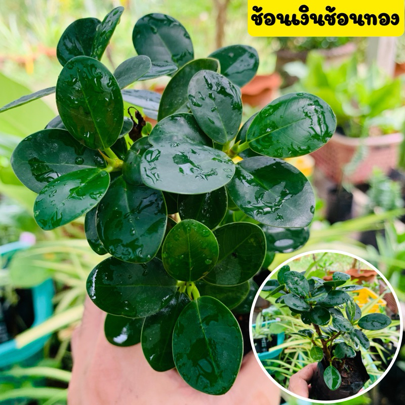 🪴ช้อนเงินช้อนทอง🪴ไม้ประดับ ไม้มงคล เรียกทรัพย์เงินทอง ใบสวย พร้อมปลูก