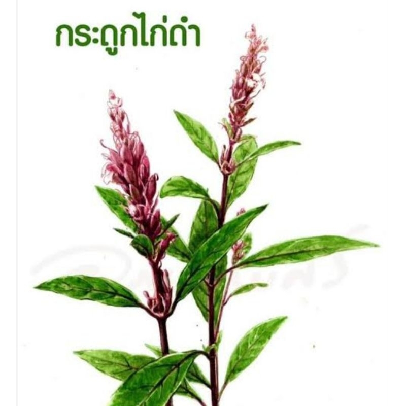 ต้นกระดูกไก่ดำ​ ปีกไก่ดำ​ ขาไก่ดำ สมุนไพรลดอักเสบ​ลดปวด ยา รักษา บำรุง ป้องกัน ไขข้อ  ดิน ปุย เม็ด กระถาง ต้นไม้ ช้ำใน ราคา ถูกที่สุด ดีลบีเคเค แกลเลอรีภาพที่ 6