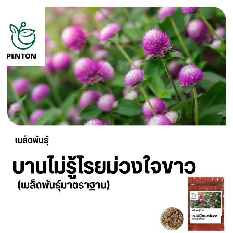 เมล็ดพันธุ์ม่วงใจขาว 600 เมล็ด เมล็ดพันธุ์ใหม่ มาตราฐาน