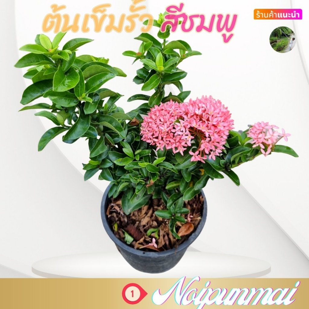 ต้นเข็มแคระดอกสีชมพู กระถาง 6 นิ้ว(ส่งพร้อมกระถาง)ไม้ดอกไม้ประดับ