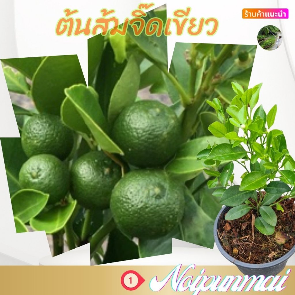 ต้น ส้มจิ๊ดเขียว กระถาง 6 นิ้ว(ส่งพร้อมกระถาง)(ขั้นต่ำ 2 ต้น)(สินค้ามีพร้อมส่ง)