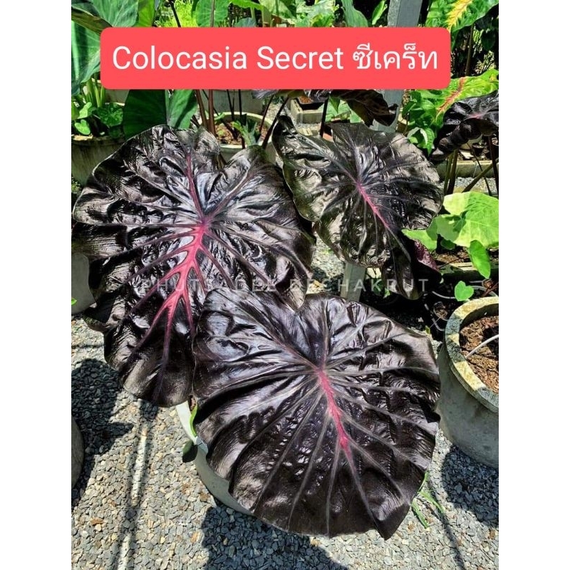 Colocasia Secret ซีเคร็ท