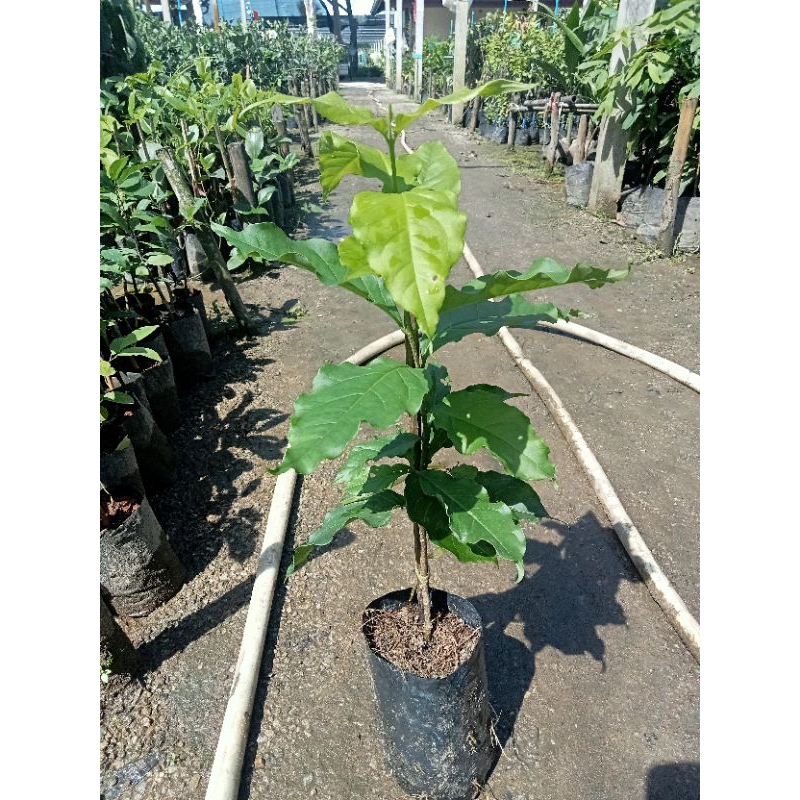 ต้นพีนัทบัตเตอร์หรือเนยถั่ว/ตอนกิ่ง สูง 40-60 ซม. ผลสุกมีรสหวาน ออกดอกตลอดทั้งปี