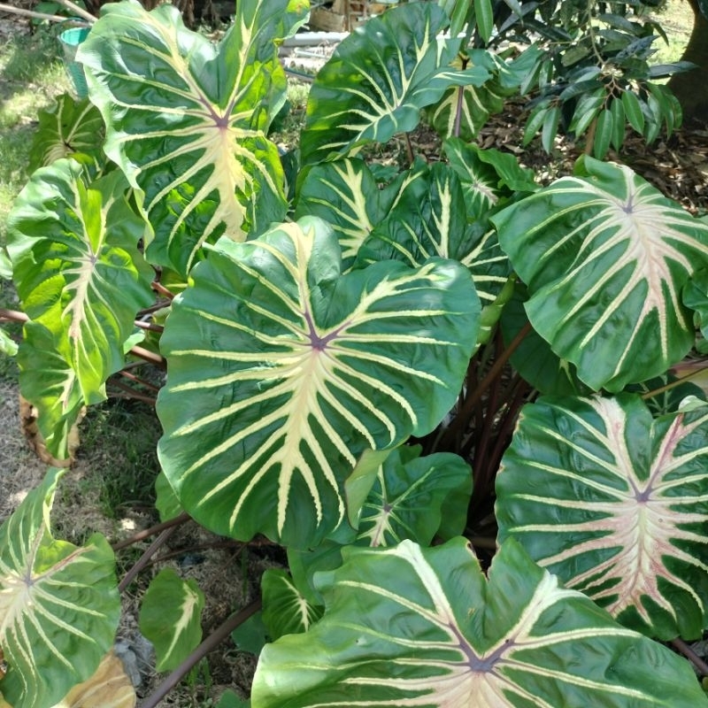 รวมโคโลคาเซีย Colocasia ไม้ตัดสด ห่อตุ้มราก ตัดใบส่ง
