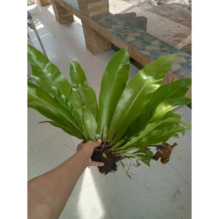 เฟิร์นข้าหลวงราคาพิเศษ(ใบยาว25-40cm.++)