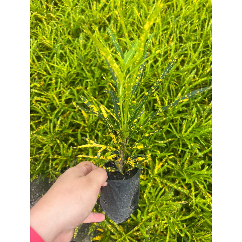 โกศลแซ่ม้า โกศล ต้นโกศล ถุง 4 นิ้วขั้นต่ำ 10 ต้น ขนาด 15-20 ซม - รูปที่ 3