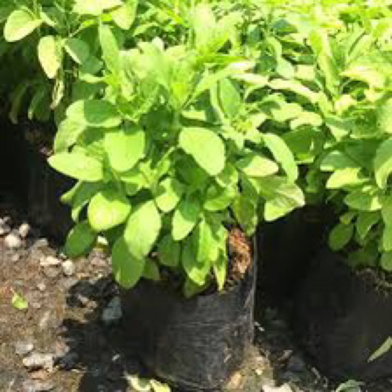 ต้นกระเพราพร้อมลงถุง1ถุงมี15-20ต้น ใช้ประกอบอาหาร สุดคุ้ม❣️❣️❣️❣️กินได้ตลอดปี