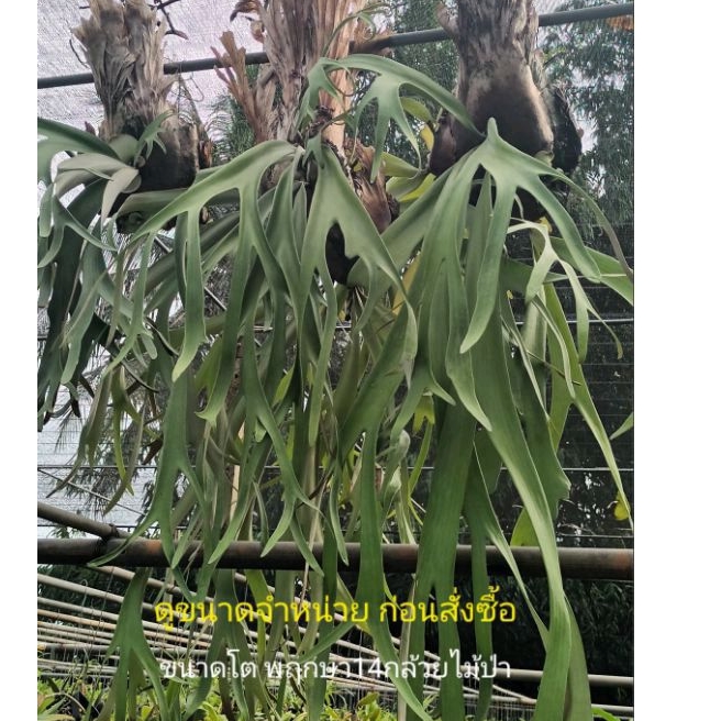 เฟิร์นวิลลิง🌼ขนาดติดไม้ 6นิ้ว เฟิร์นอิงอาศัย 1 หัว/พฤกษา14กล้วยไม้ป่า