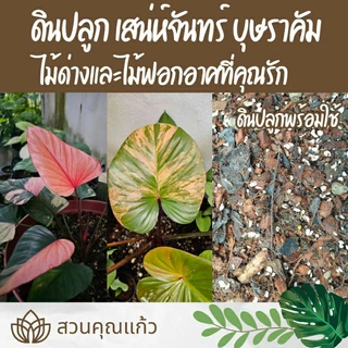 ดินปลูกต้นไม้ เสน่ห์จันทร์บุษราคัม และ บอนสีทุกสายพันธุ์