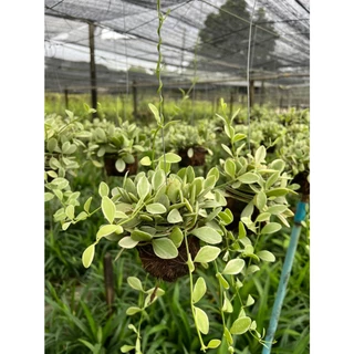 เดฟใบเขียว เดฟใบด่าง พันลูกมะพร้าวขนาด 3 นิ้ว พร้อมลวดแขวน เดป Dischidia sp.