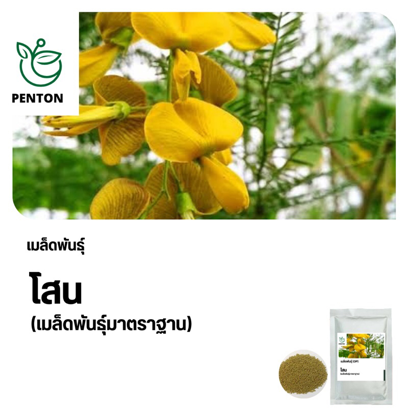 เมล็ดพันธุ์โสนใหญ่ 500 เมล็ด 📌เมล็ดพันธุ์ใหม่ มาตราฐาน