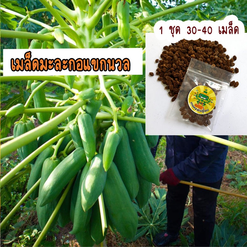 เมล็ดมะละกอแขกนวล ลูกดก ผลใหญ่ เนื้อขาวกรอบ เลื่องชื่อในวงการส้มตำมานาน ตลาดมีความต้องการสูง