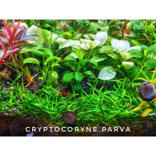 cryptocoryne parva พร้อมปลูก #ไม้น้ำ #ไม้หน้าตู้ #ไม้พื้น โตช้ามาก