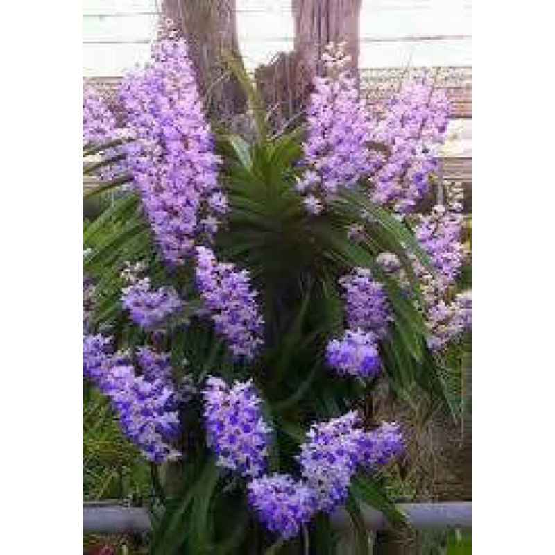 เอื้องเขาแกะบลูหอมฟุ้งหายาก1ต้น น่ารักถูกที่ซู้ด❣️ควรมีสะสมสวยงาม❤️