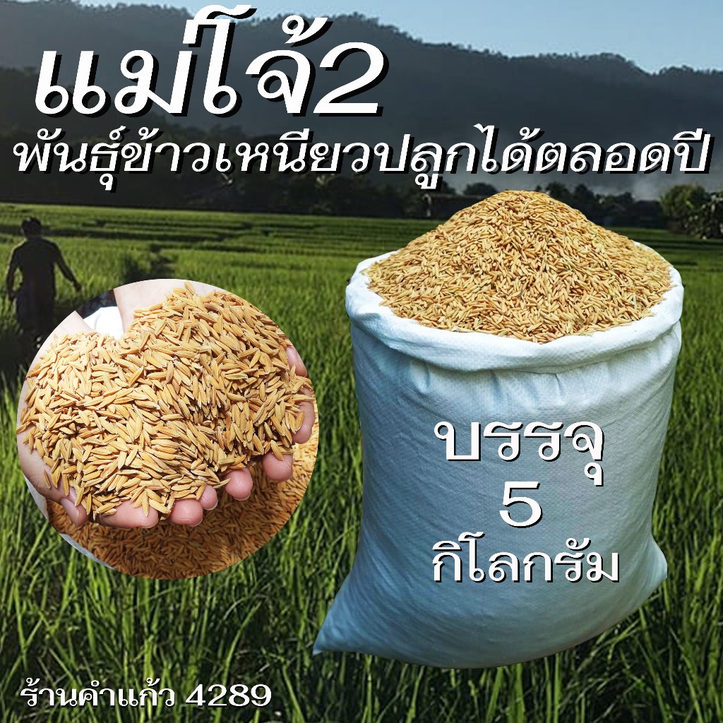 เมล็ดพันธุ์ข้าวเหนียวแม่โจ้ 2 บรรจุ 5 Kg. พันธุ์ข้าวเหนียวอย่างดี ปลูกเองขายเองโดยวิธีธรรมชาติ ปลูกได้ทั้งนาปีและนาปรัง