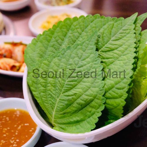 ใบงาเกาหลี 100ใบแถม 20 ใบ มีส่งด่วน  / พริกเขียวกินกับหมูย่าง ราคา ถูกที่สุด ดีลบีเคเค แกลเลอรีภาพที่ 7