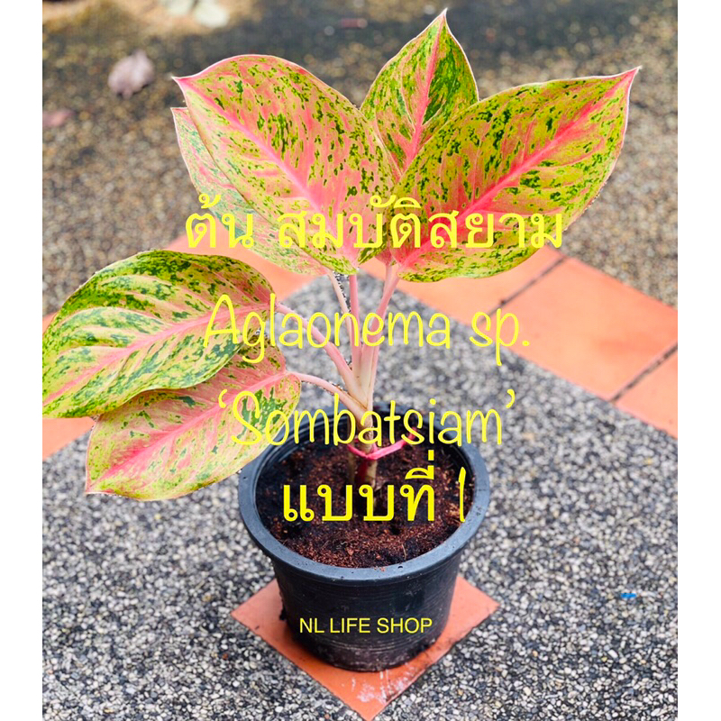 🚚ส่งพร้อมกระถางสีดำ 8นิ้ว❣❣ 🍀 ต้นAglaonema sp. ‘Sombatsiam’ ไม้มงคลก้านสีชมพูสวยงาม