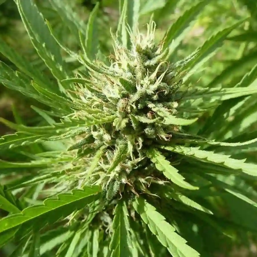Miss Violet CBD เมล็ดพันธุ์กัญชาTHC: ต่ำ ประเภทเมล็ดพันธุ์: ช่วงแสง ประเภทสายพันธุ์: Indica Leaning Hybrid แท้100% แ