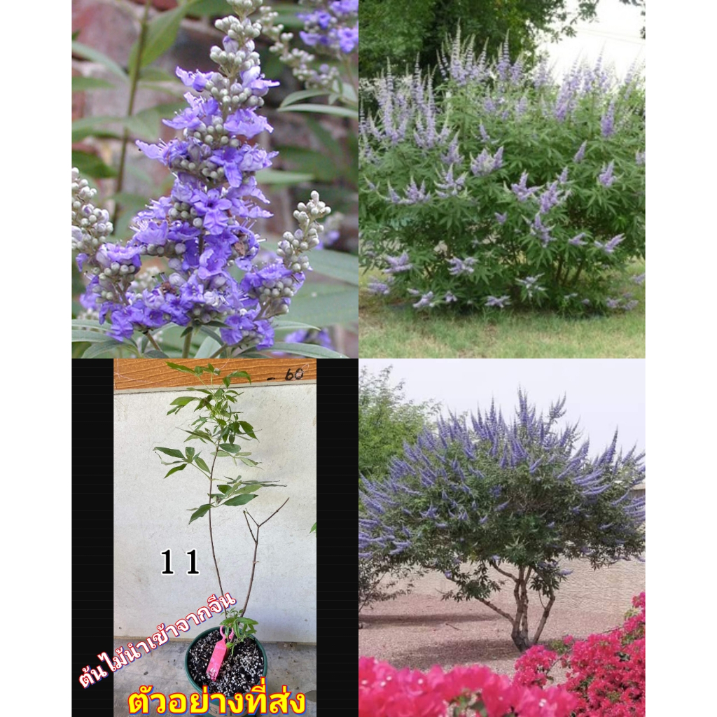 (1ต้น) ต้นไวเท็กซ์ Chaste Berry ไวเท๊กซ์ แอกนัส แคสตัส  Vitex Vitex Agnus Castus / ศรัณย์รักษ์