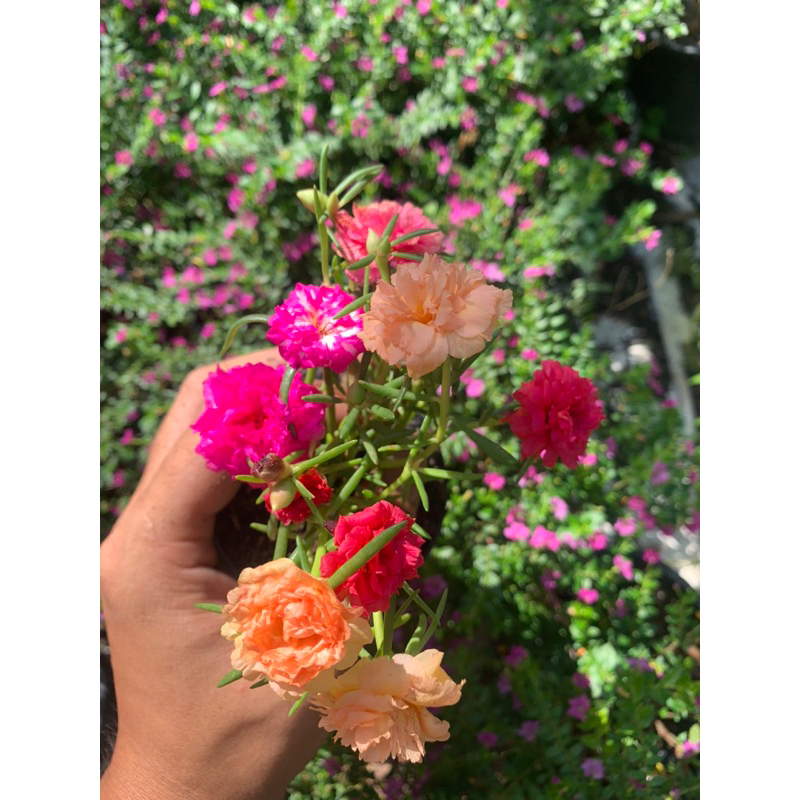 💐แพรเซี่ยงไฮ้💐(คุณนายตื่นสาย) คละสี (ในกระถาง 3 นิ้ว) สั่ง 1️⃣0️⃣แถม 2️⃣ ฟรี ดอกซ้อนสวยเหมือนกุหลาบ🌹คุณนายตื่นสาย คละสี - รูปที่ 7