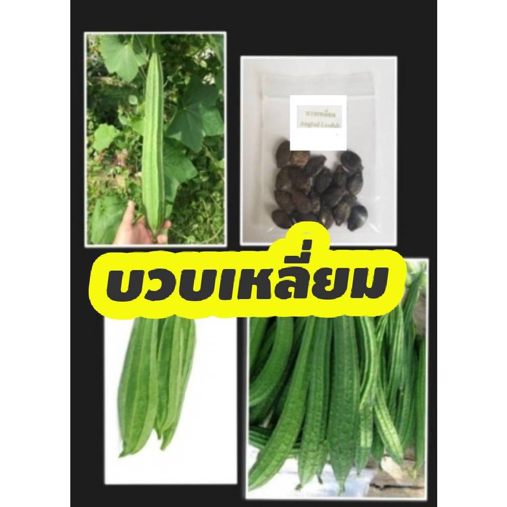บวบเหลี่ยม เมล็ดพืชผักสวนครัวคัดพิเศษแถมปุ๋ยบำรุง