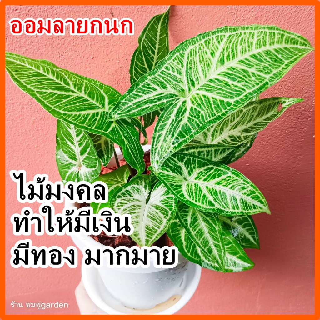 ออมลายกนก (ส่งพร้อมกระถาง)Syngonium Batik เลี้ยงน้ำได้ ไม้ฟอกอากาศ ต้นไม้ กระถาง6นิ้ว ราคา ถูกที่สุด ดีลบีเคเค รูปภาพหลัก