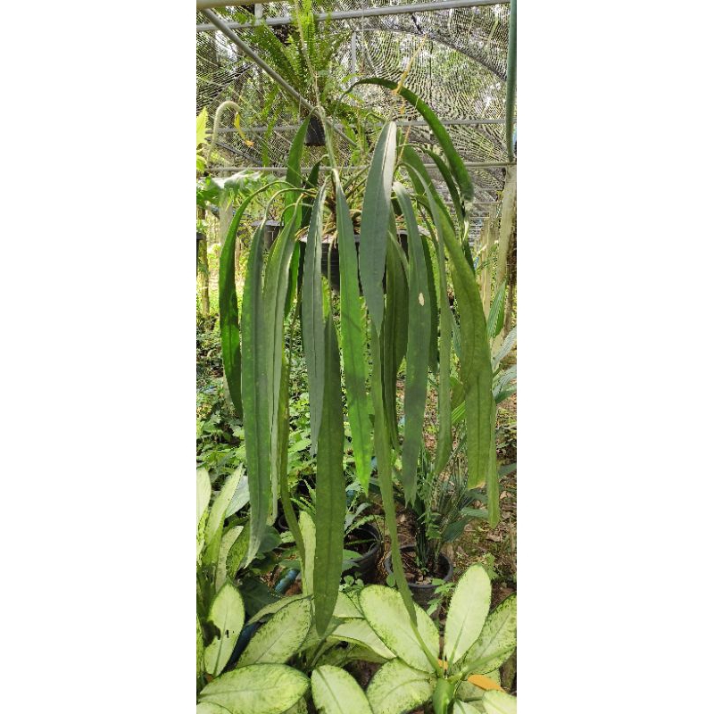 หน้าวัวใบเนคไทใบยาว Anthurium vittarifolium กระถาง4นิ้ว