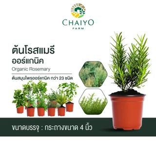 ต้นโรสแมรี ออร์แกนิค Organic Rosemary และ ต้นสมุนไพรออร์แกนิค Organic Herb