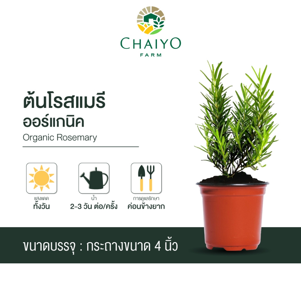 ต้นโรสแมรีออร์แกนิก Chaiyofarm หอมแรง ปรุงอาหารอร่อย พร้อมวิธีดูแล