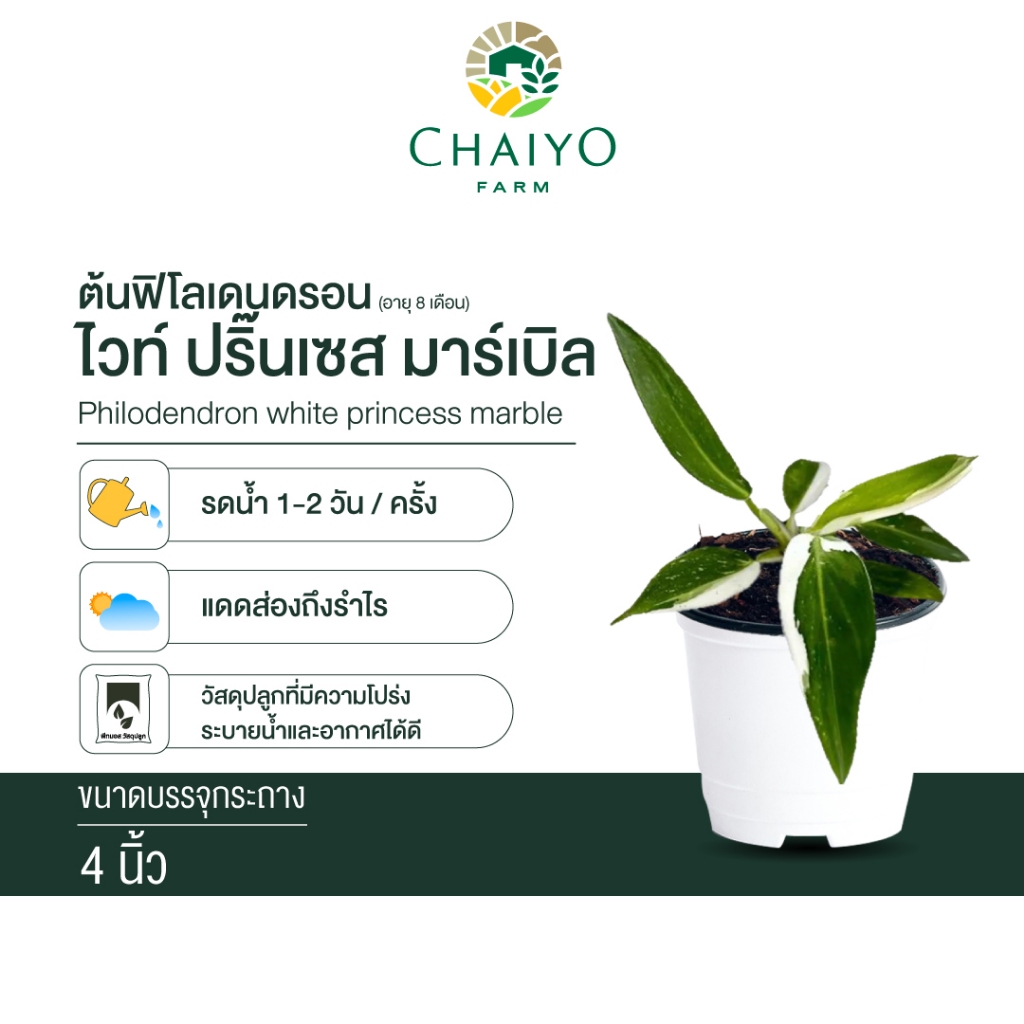 ฟิโลเดนดรอน ไวท์ ปริ๊นเซส มาร์เบิล Philodendron white princess marble กระถาง 4 นิ้ว