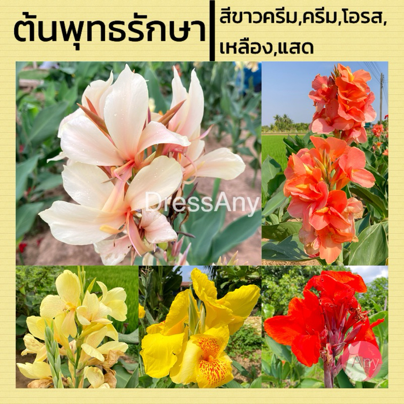 พุทธรักษา ต้นพุทธรักษา ดอกสีเหลือง,สีโอรส,สีแสด,สีครีม,สีขาวครีม,สีชมพูอ่อน ส่งแบบหน่อ ห่อตุ้มราก