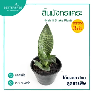 ลิ้นมังกรแคระ กระถาง 3 นิ้ว ต้นไม้ฟอกอากาศ ต้นไม้ ต้นไม้ในร่ม ลิ้นมังกร