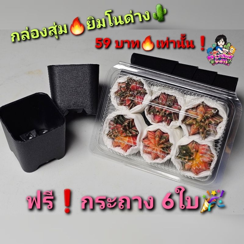 🔥 กล่องสุ่มสุดคุ้ม 📦 ยิมโนด่าง 59บาท ฟรีกระถาง❗️🔥ไม้เมล็ด ไม้พรีเมียมคัดพิเศษราคาดี ไม้เมล็ดทุกต้น