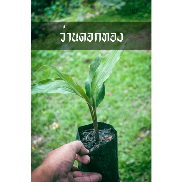ว่านดอกทอง ต้นสวยพร้อมโปรยเสน่ห์ ส่งพร้อมถุงชำไม่ได้ล้างราก