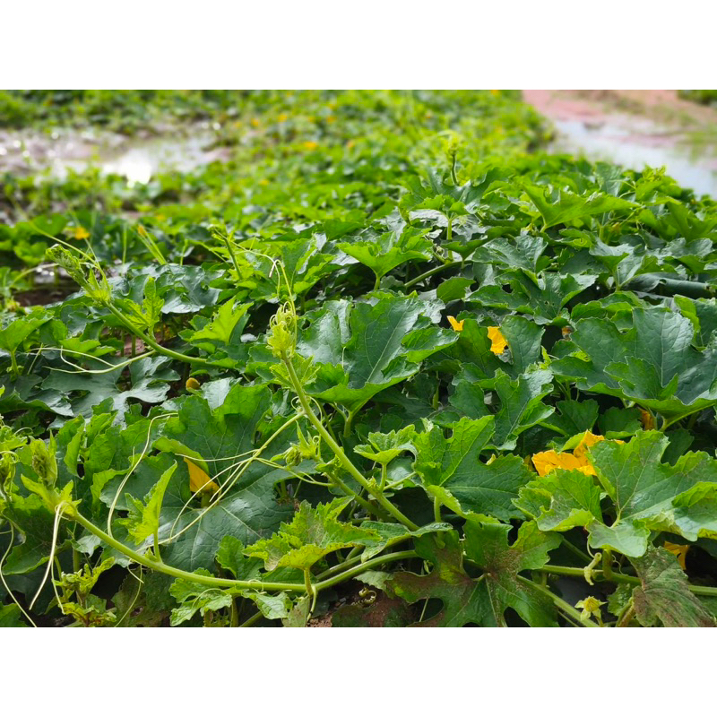 แฟงอ่อนลูกผสม เขียวนวล 150.  50กรัม ลอตใหม่ล่าสุด❗️❗️❗️ - รูปที่ 2