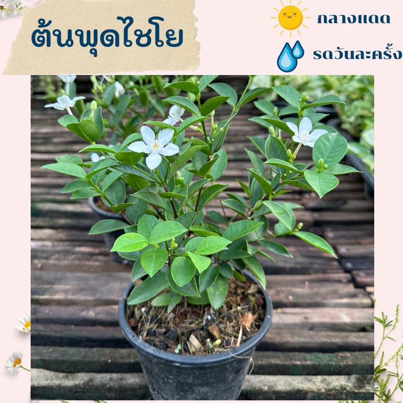 ต้นพุดไชโย ไม้มงคลปลูกกลางแดด ดอกสีขาว ส่งพร้อมกระถาง ไซส์กระถาง 5.5 นิ้ว