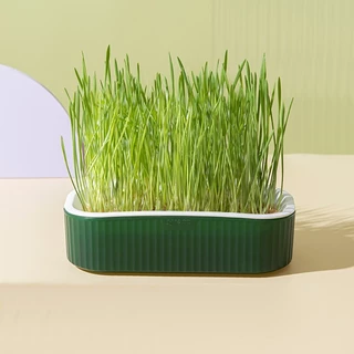 Boqi Factory 🌱ชุดปลูกหญ้าแมว🌱 หญ้าแมวออแกนิก เมล็ดข้าวสาลี ถาดเพาะต้นอ่อน 1 ชุด YC-709