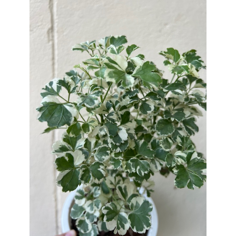 เล็บครุฑใบผักชี ลายด่างสวย เล็บครุฑ ไม้มงคล กระถาง 6 นิ้ว