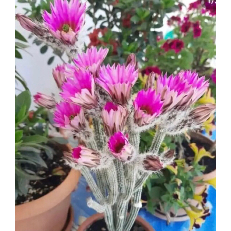 Echinocereus poselgeri แคคตัสดอกรักเร่ ดอกสวยมากค่ะ