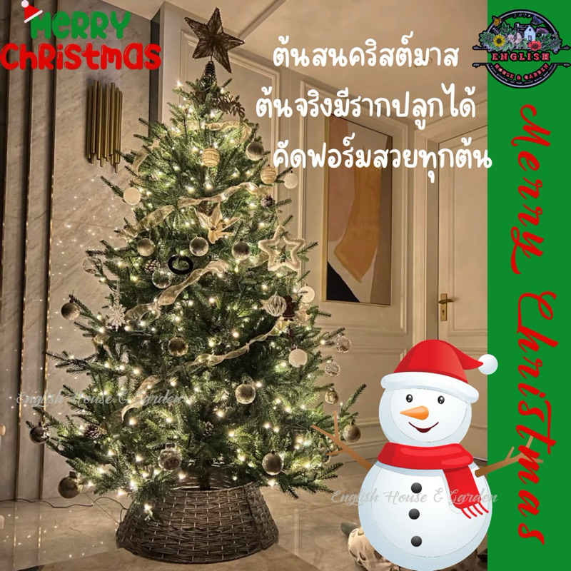 Christmas tree ต้นสนคริสต์มาสแท้ต้นจริงมีรากปลูกได้ ตกแต่งไฟและอุปกรณ์ได้สวยธรรมชาติ100% นำเข้าจากเซียงไฮ้ สีเขียวสด