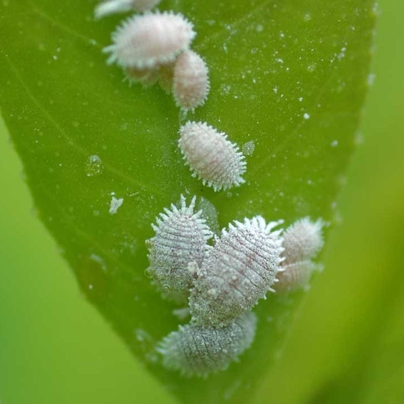 ไอโพรนิล สารฟิโพรนิล 5% ยกลัง 20 ขวด กำจัด หนอน เพลี้ย ด้วง  หมัด - รูปที่ 4